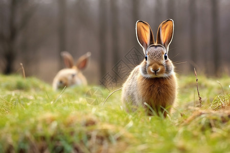 草丛里的兔子动物高清图片素材