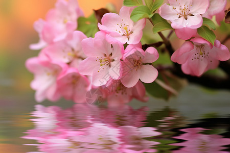 粉红色花朵倒影背景图片