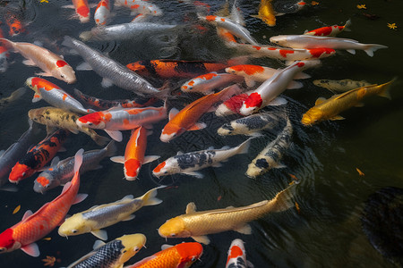 水里的鲤鱼背景图片