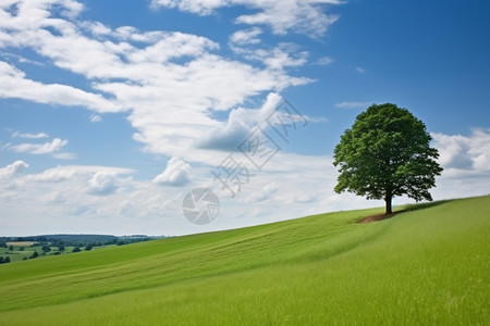 草原上孤独的大树图片