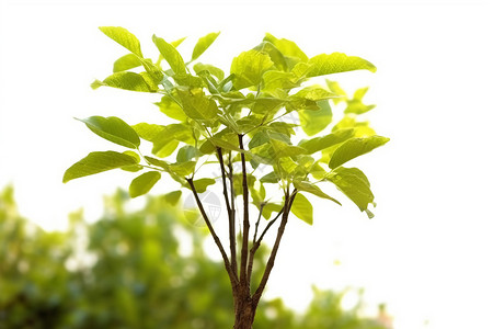 花圃中成长的树苗图片