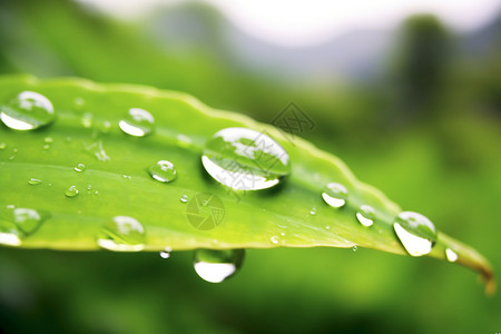 夏季雨后的绿叶背景图片