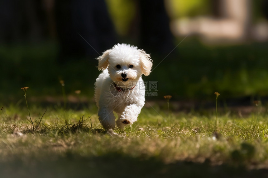 草地上奔跑的比熊犬图片