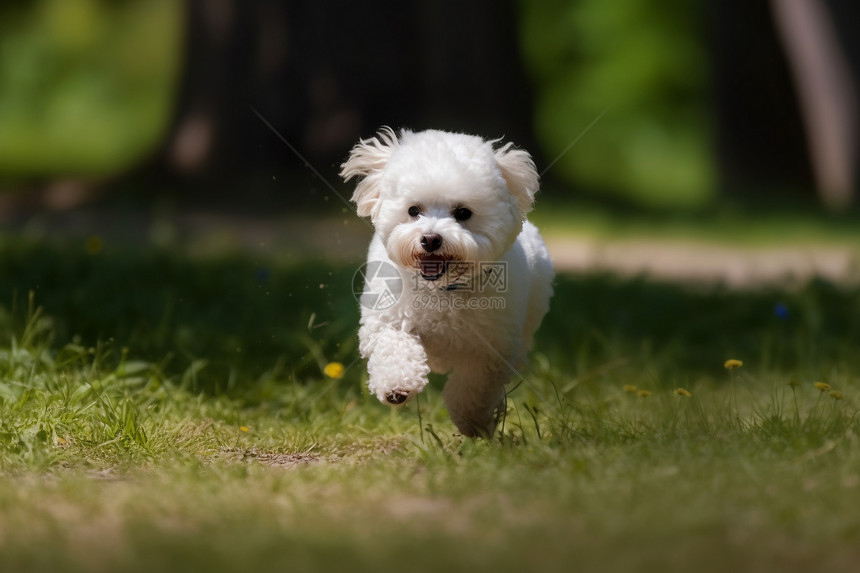 可爱的比熊犬图片