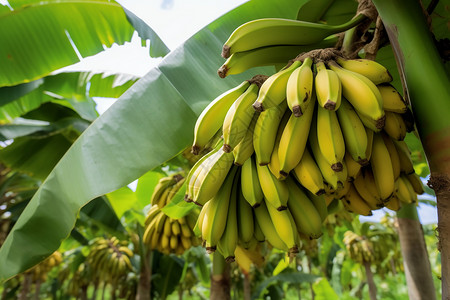 树上成熟的香蕉图片