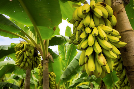 热带生长的香蕉图片