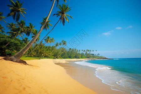 阳光明媚的热带沙滩图片
