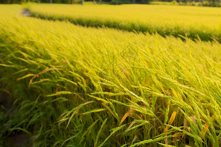稻田里金黄色的水稻图片