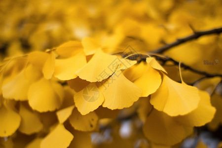 花朵扇金色扇叶的特写图背景