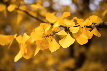 秋天金黄色的扇叶背景图片