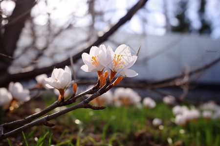 绽放的白色花朵桃花图片