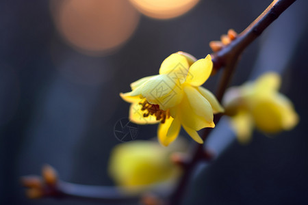 黄花与芽黄花在树枝上背景