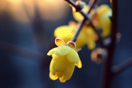 花朵特写背景图片