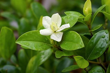 户外美丽的茉莉图片