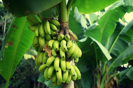 树上的热带香蕉图片