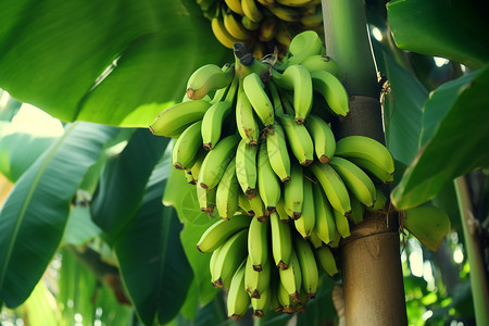 树上的香蕉图片