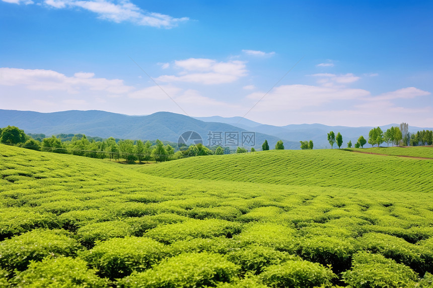 郊外的茶园图片