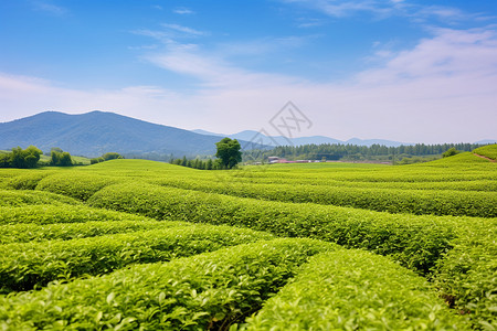 农场的茶园图片