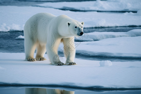 温室效应北极熊站立在冰川上背景