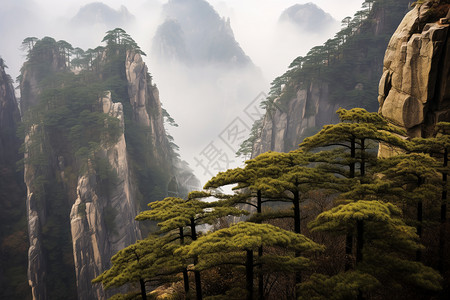 美丽的黄山景观图片