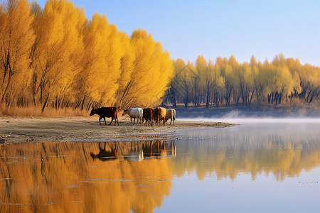 湿地公园桦树林的美丽景观高清图片