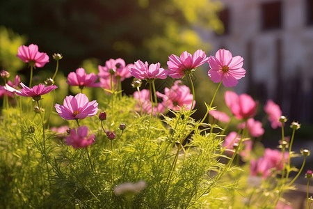 春季盛开的粉红色小花图片