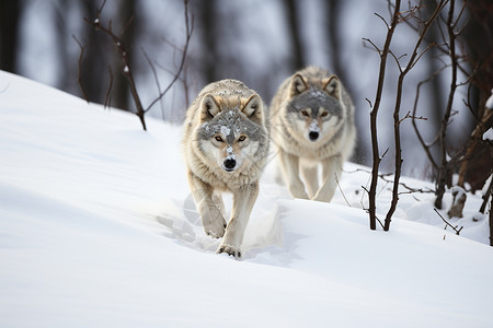 狼群素材森林中的野生狼群背景