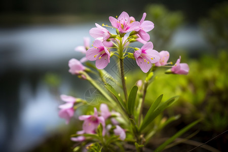 一朵杜鹃花绽放的杜鹃花背景