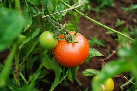富含营养的红番茄图片