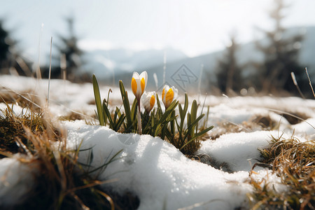 雪地里的雪花莲背景图片