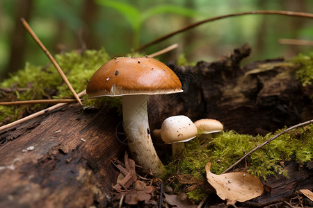 野生的菌菇野生牛肝菌高清图片