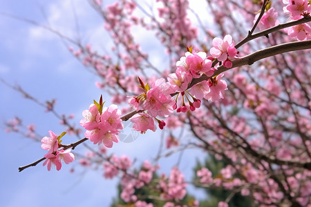 户外的樱花图片