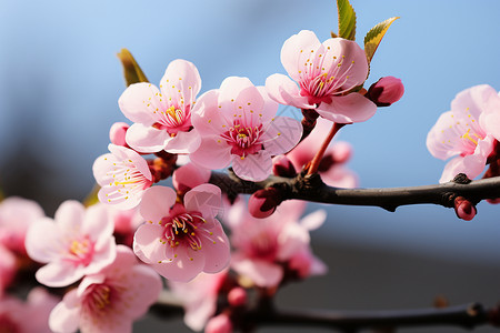 春天户外的桃花图片