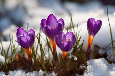 鲜艳的花朵紫罗兰花瓣高清图片