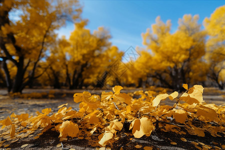 秋天的叶子背景图片