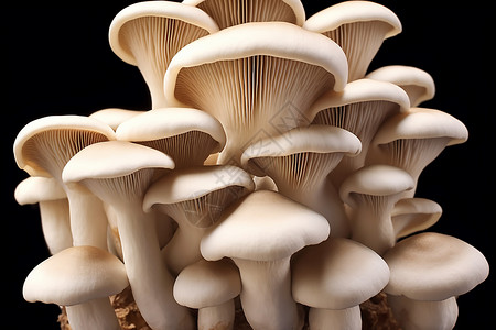 茁壮成长蘑菇茁壮成长的白蘑菇背景