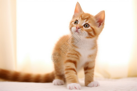 粉橘色花纹边框橘色花纹的小猫咪背景