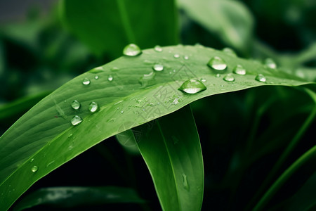 雨后公园的绿叶图片