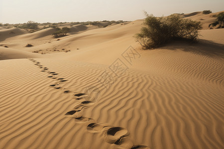 撒哈拉沙漠的远足者背景图片