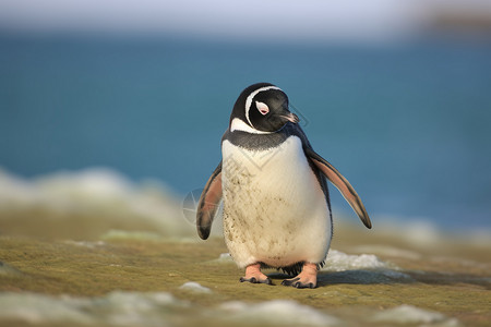 气温下降寒冷气温下的企鹅背景