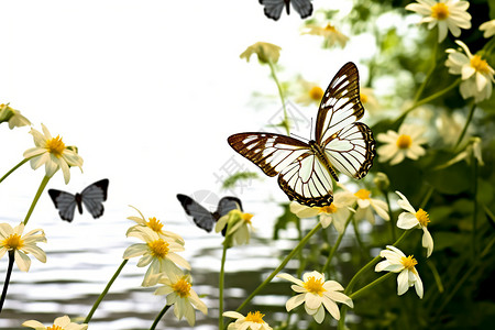 百合花蝴蝶美丽的百合花和蝴蝶背景