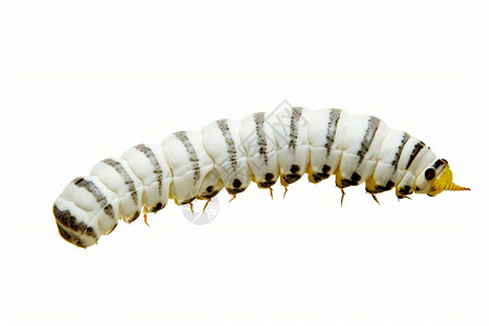 无脊椎动物蚕幼虫高清图片