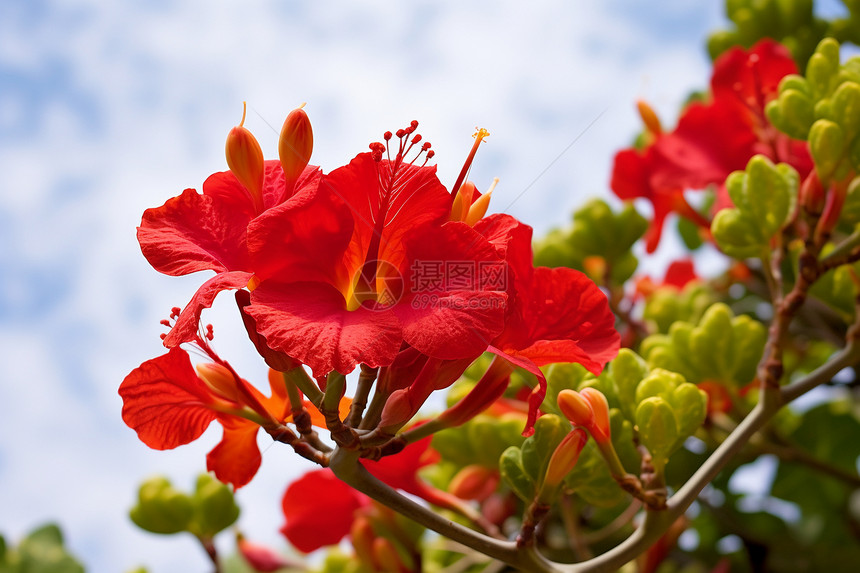 红色仙人掌花朵图片