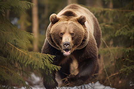 捕猎棕熊野外的棕熊背景