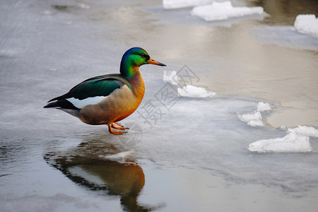 冬季湖边的绿头鸭图片