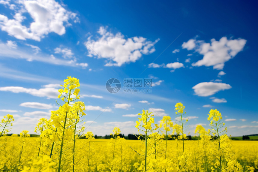 户外的植物油菜花图片