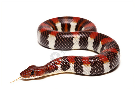 响尾蛇爬行动物布兰奇高清图片