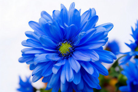 漂亮的蓝色菊花背景图片