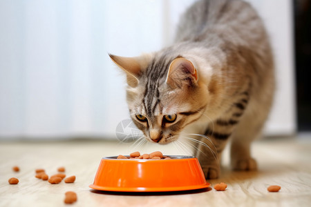 碗里小猫小猫吃饭背景