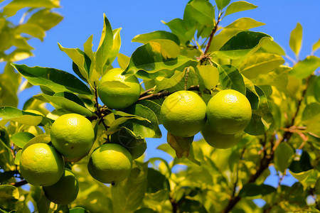 柠檬树上的果实图片
